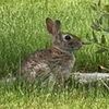 quickrabbit